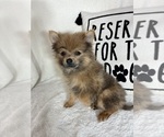 Image preview for Ad Listing. Nickname: Pom Pom