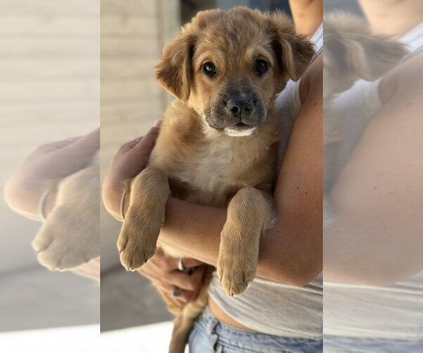 Medium Photo #5 Cocker Spaniel-Unknown Mix Puppy For Sale in Dana Point, CA, USA