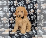 Small Photo #2 Goldendoodle Puppy For Sale in NOTTINGHAM, PA, USA