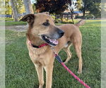 Small #1 German Shepherd Dog Mix