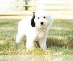 Small Photo #8 Bernedoodle-Poodle (Miniature) Mix Puppy For Sale in SHIPSHEWANA, IN, USA