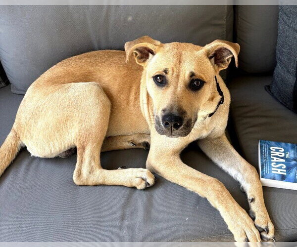 Medium Photo #3 Labrador Retriever-Unknown Mix Puppy For Sale in Rockaway, NJ, USA