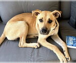 Small #2 Labrador Retriever Mix