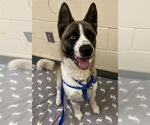 Small Akita