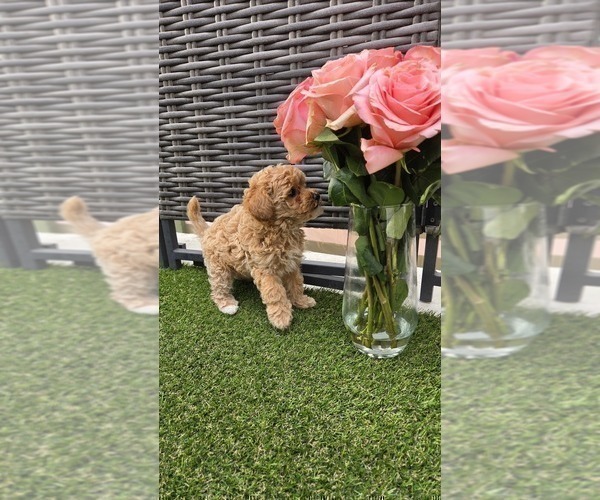 Medium Photo #6 Miniature Labradoodle Puppy For Sale in SAN DIEGO, CA, USA