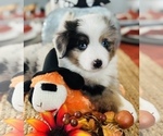 Small Photo #12 Miniature Australian Shepherd Puppy For Sale in ANTHONY, FL, USA