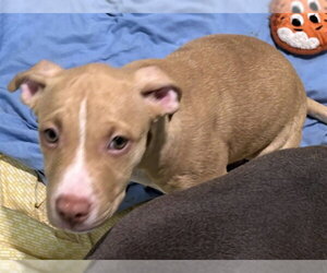 Staffordshire Bull Terrier-Unknown Mix Dogs for adoption in Dedham, MA, USA