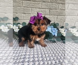Yorkshire Terrier Puppy for sale in INDIANAPOLIS, IN, USA