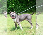 Small #3 American Pit Bull Terrier
