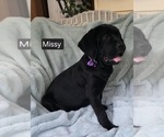 Small #3 Cane Corso
