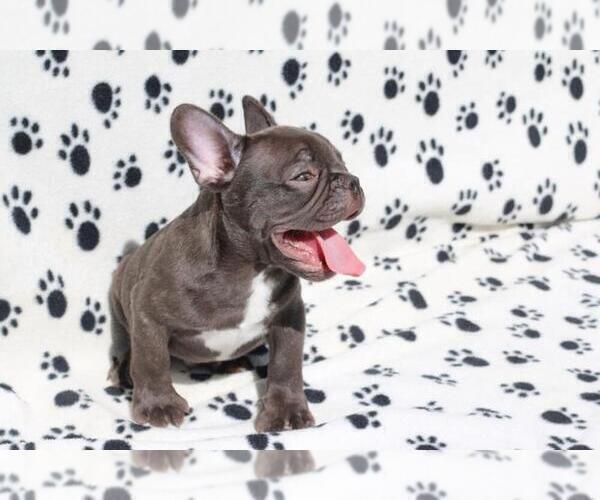 Medium Photo #3 French Bulldog Puppy For Sale in ALPHARETTA, GA, USA