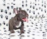 Small Photo #3 French Bulldog Puppy For Sale in ALPHARETTA, GA, USA