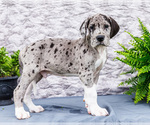 Small Photo #72 Great Dane Puppy For Sale in WAKARUSA, IN, USA