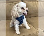 Small #1 Poodle (Miniature)