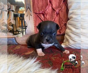 Buggs Puppy for sale in LAKELAND, FL, USA