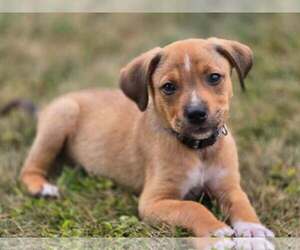 Puggle Dogs for adoption in pomfret, CT, USA