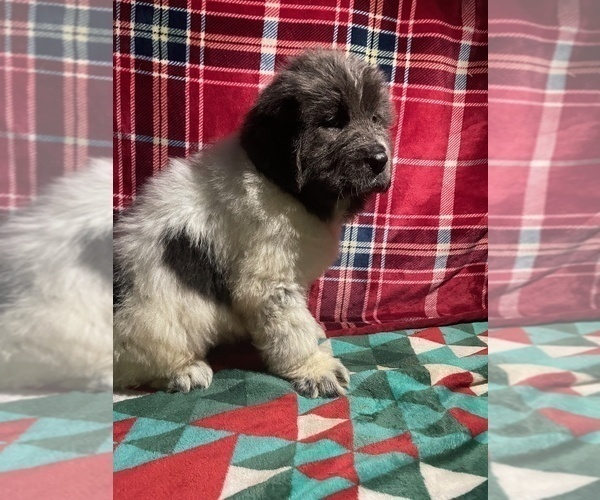 Medium Photo #16 Newfoundland Puppy For Sale in AURORA, IN, USA