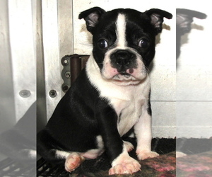 Boston Terrier Puppy for sale in CRKD RVR RNCH, OR, USA