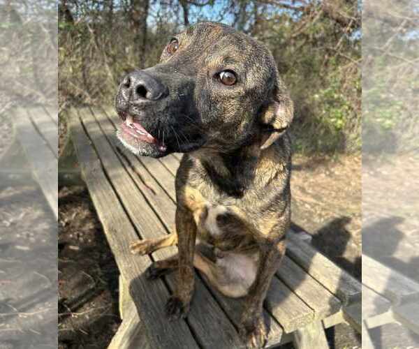 Medium Photo #5 Mountain Cur-Unknown Mix Puppy For Sale in Anniston, AL, USA