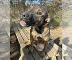 Small #4 Mountain Cur Mix