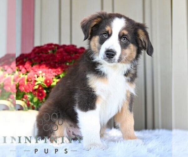 Medium Photo #1 Miniature Australian Shepherd Puppy For Sale in REBERSBURG, PA, USA