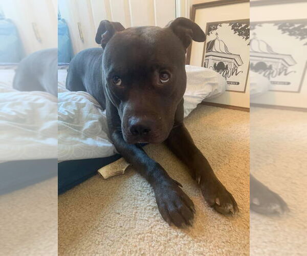 Medium Photo #11 American Pit Bull Terrier-Unknown Mix Puppy For Sale in Germantown, OH, USA