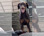 Puppy Puppy 7 Doberman Pinscher