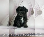 Puppy 12 Poodle (Toy)-Yorkshire Terrier Mix