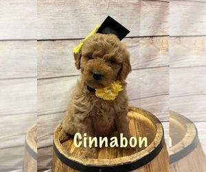Goldendoodle (Miniature) Puppy for Sale in HAYDEN, Alabama USA