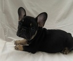 Small Photo #11 French Bulldog Puppy For Sale in CAMARILLO, CA, USA