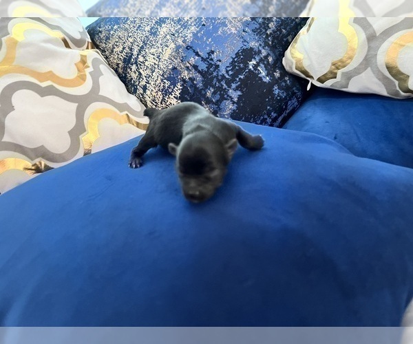 Medium Photo #42 Yorkshire Terrier Puppy For Sale in HAYWARD, CA, USA