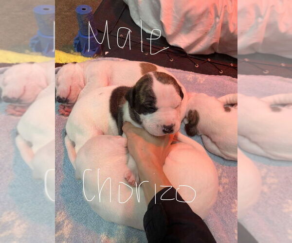 Medium Photo #2 Mutt Puppy For Sale in Evansville, IN, USA