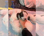 Small #1 Mutt