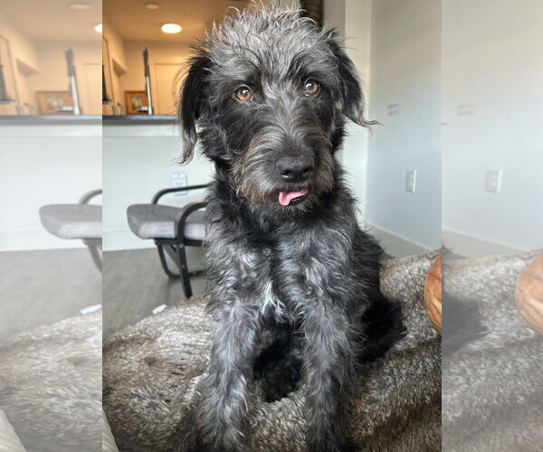Medium Photo #2 Mutt Puppy For Sale in McKinney, TX, USA