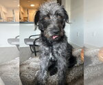 Small #1 Mutt