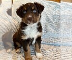 Small Photo #2 Australian Shepherd Puppy For Sale in ATKINSON, IL, USA