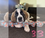 Puppy 3 Great Pyrenees-Saint Bernard Mix