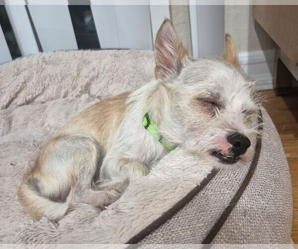 Medium Photo #4 Mutt Puppy For Sale in Corona, CA, USA