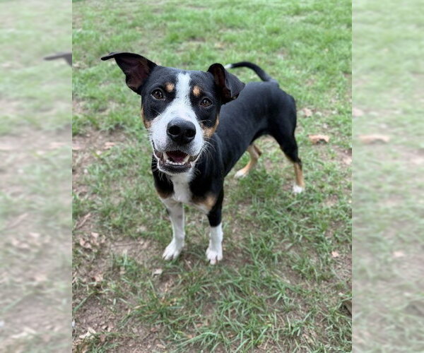 Medium Photo #2 Mutt Puppy For Sale in Conroe, TX, USA