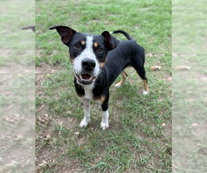KRAVITZ - Male Mutt Dog for Adoption - Photo #2
