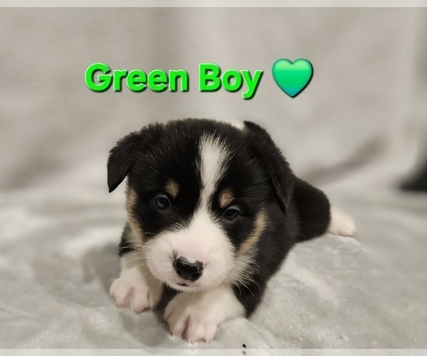 Medium Photo #11 American Corgi Puppy For Sale in JEFFERSON, GA, USA