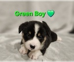Small Photo #11 American Corgi Puppy For Sale in JEFFERSON, GA, USA