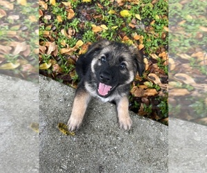Medium German Shepherd Dog