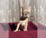 Small Photo #12 French Bulldog Puppy For Sale in BRYAN, TX, USA