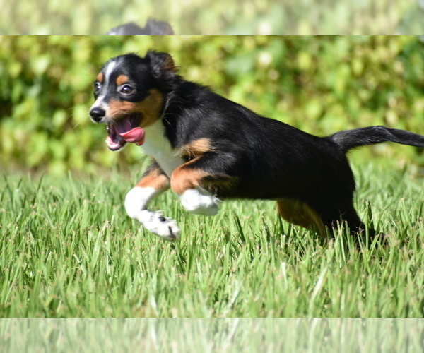 Medium Photo #3 Miniature Australian Shepherd Puppy For Sale in PALM COAST, FL, USA