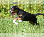 Small #2 Miniature Australian Shepherd