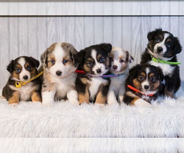 Medium Photo #2 Miniature Australian Shepherd Puppy For Sale in REBERSBURG, PA, USA