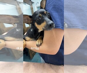 Miniature Pinscher-Unknown Mix Dogs for adoption in Chico, CA, USA