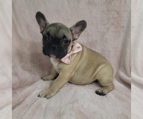 Medium Photo #7 French Bulldog Puppy For Sale in MINERAL WELLS, WV, USA