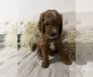 Medium Goldendoodle